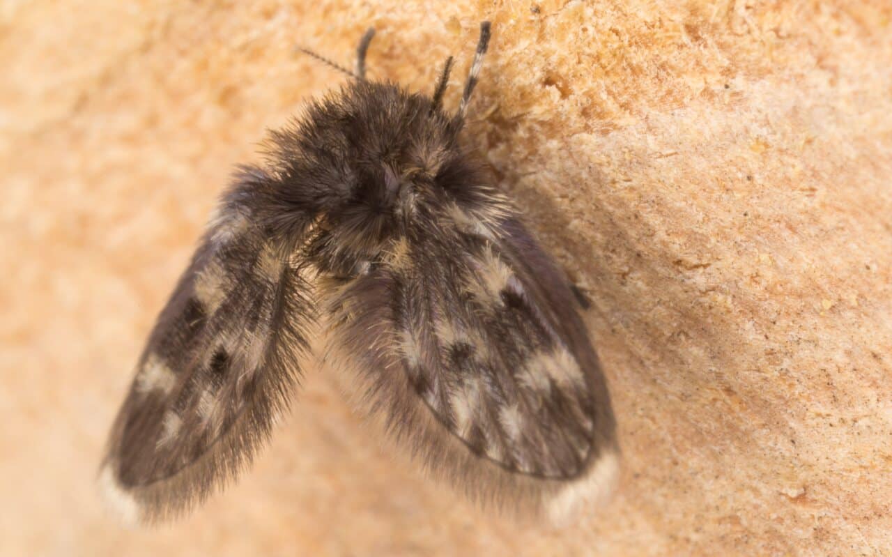 rioolvliegjes bestrijden amsterdam